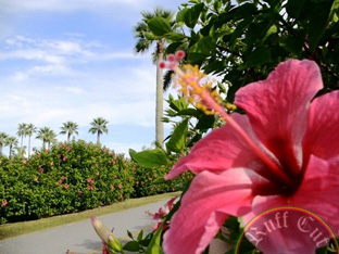 HIBISCUS